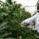 Medicinale cannabis in Oeganda
