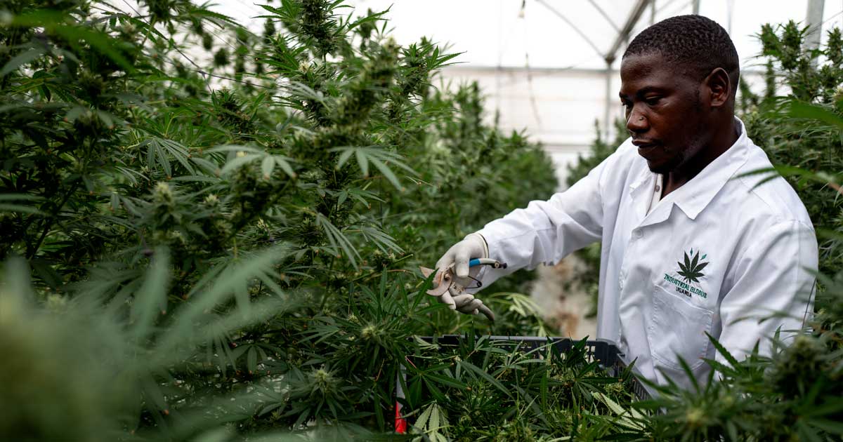Medicinale cannabis in Oeganda