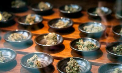 Bedrijven op het gebied van medicinale cannabis in de VS