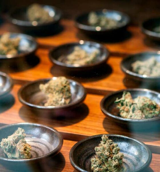 Bedrijven op het gebied van medicinale cannabis in de VS