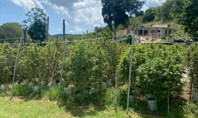 Cannabistelers in Jamaica