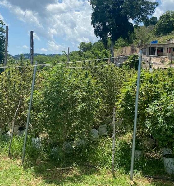 Cannabistelers in Jamaica
