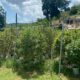 Cannabistelers in Jamaica