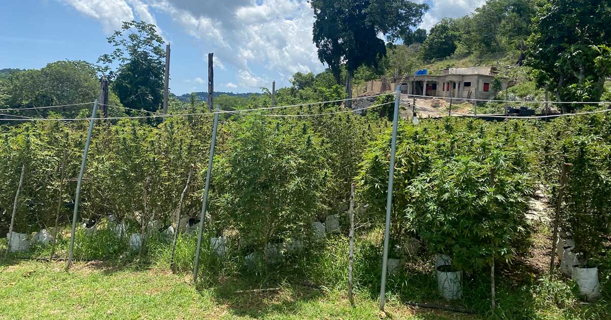 Cannabistelers in Jamaica