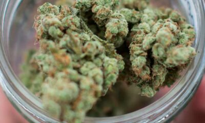 Overdosis cannabis in het DEA-rapport van 2026
