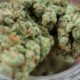 Overdosis cannabis in het DEA-rapport van 2026