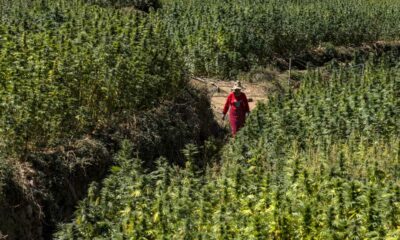 Cannabisoogst in Marokko in 2026