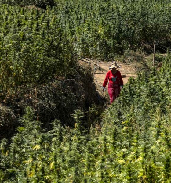 Cannabisoogst in Marokko in 2026