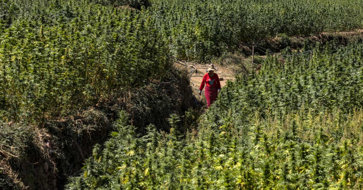 Cannabisoogst in Marokko in 2026