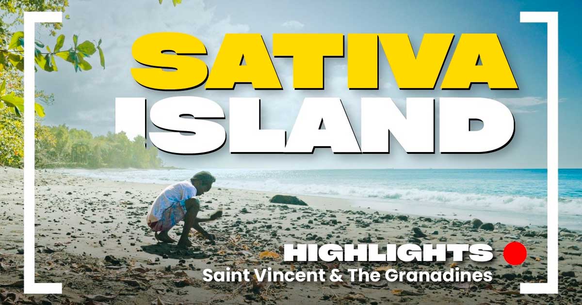 De sativa's van Saint Vincent en de Grenadines