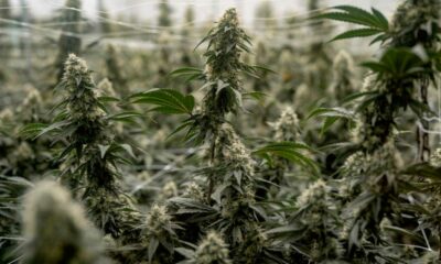 Opschorting van de herclassificatie van cannabis in de Verenigde Staten