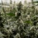 Opschorting van de herclassificatie van cannabis in de Verenigde Staten