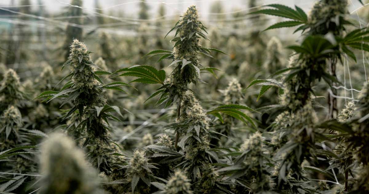 Opschorting van de herclassificatie van cannabis in de Verenigde Staten
